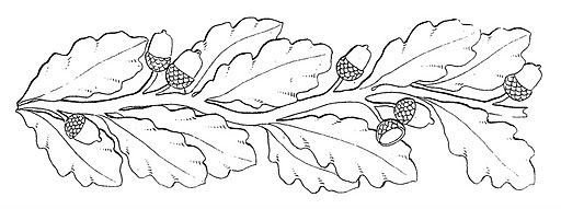 Ветка дуба раскраска
