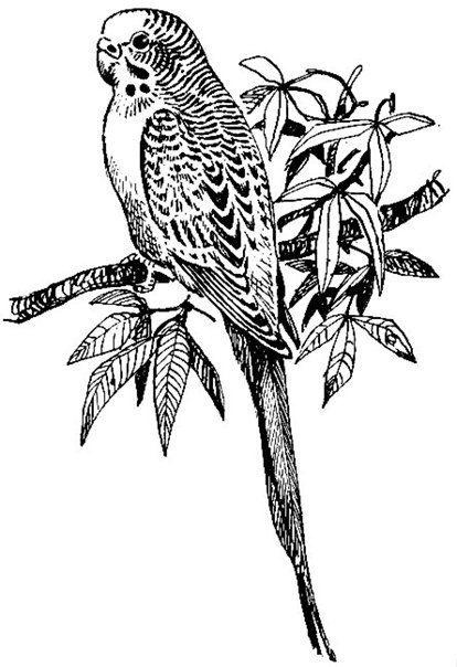 Попугай для выжигания по дереву