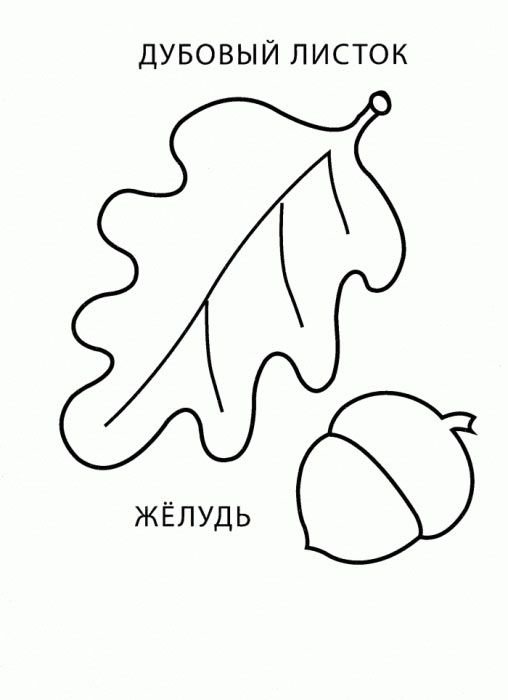 Дубовый лист раскраска