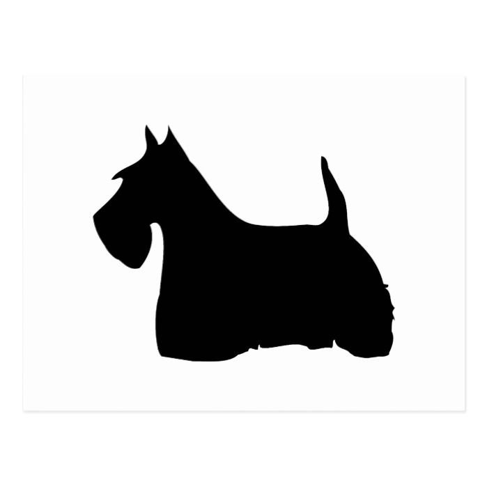 Скотч терьер профиль