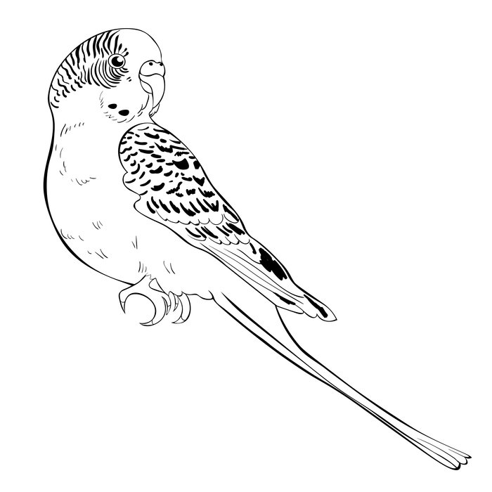 Попугай контур