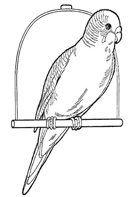Клетка для попугая