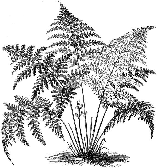 Папоротник раскраска