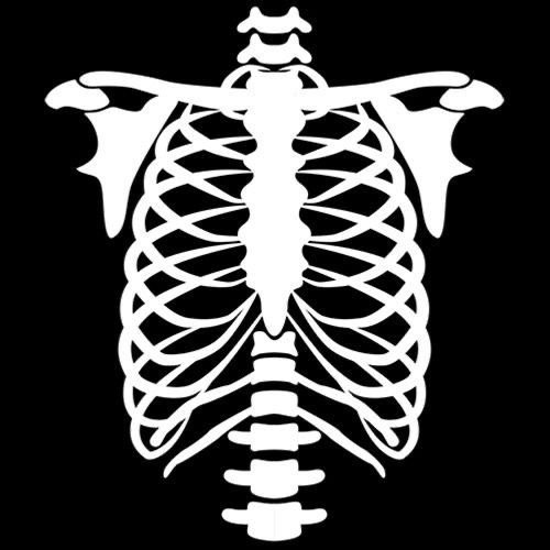 Скелет ребра