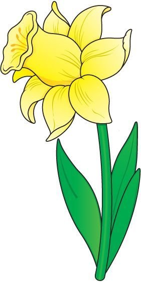 Нарцисс рисунок для детей