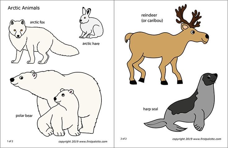 Животные севера задания для детей