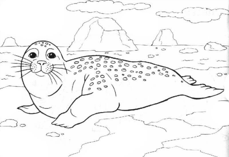 Раскраска животные севера