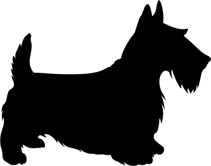 Шотландский терьер вектор