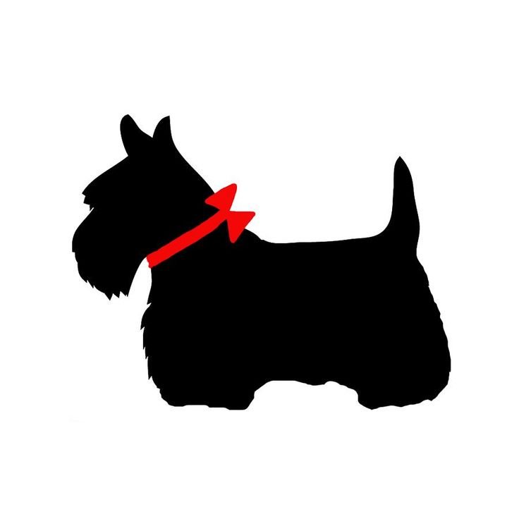 Черный шотландский терьер