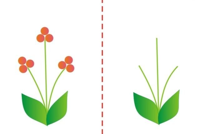 Пальчиковые раскраски для малышей