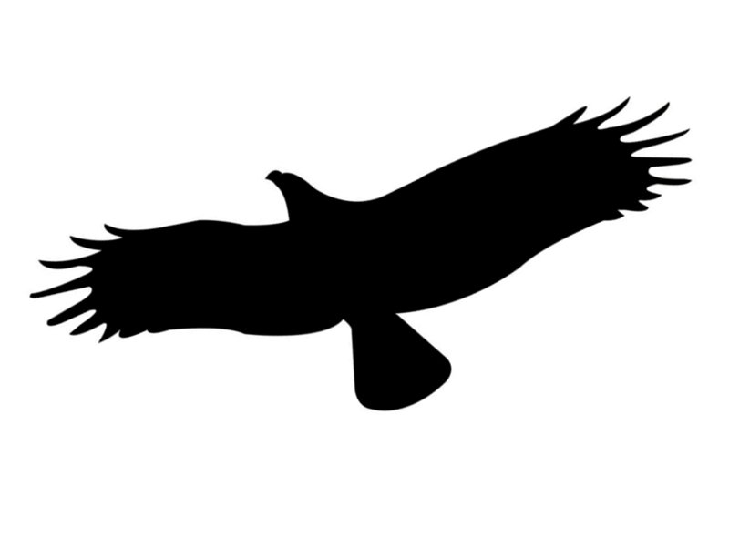 Силуэт птицы в полете