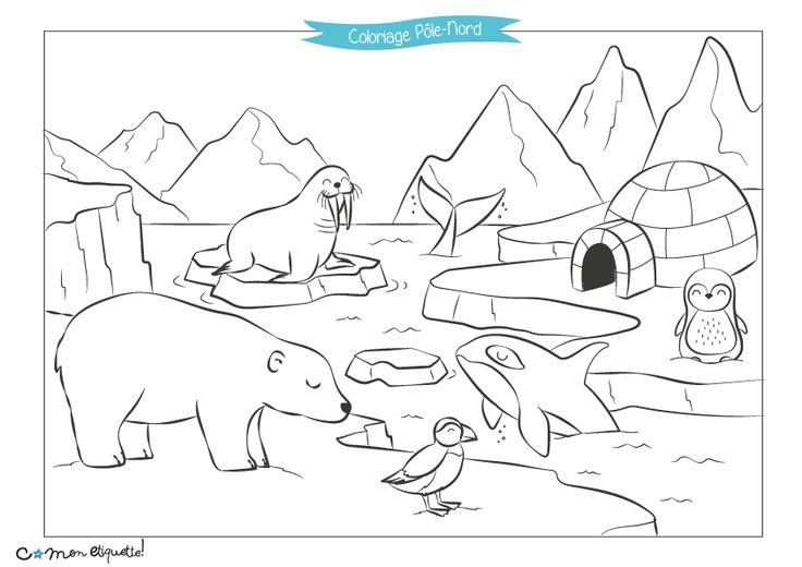 Раскраски животные Арктики и Антарктики для детей