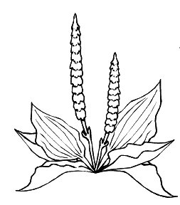 Что такое подорожник для дошкольников