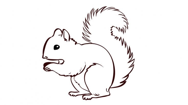 Белка раскраска