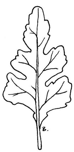 Листья хризантемы