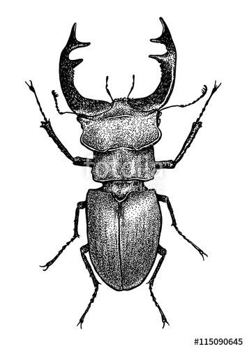 Жук в графике