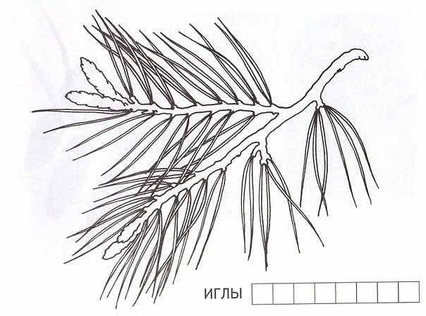 Ветка сосны раскраска