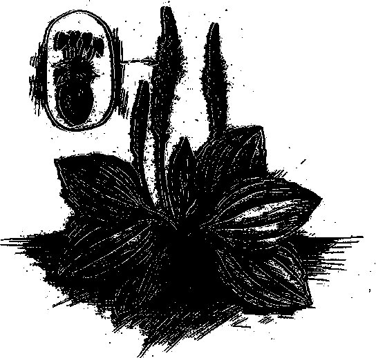 Подорожник разукрашка