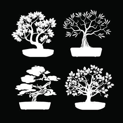 Оливковое дерево бонсай