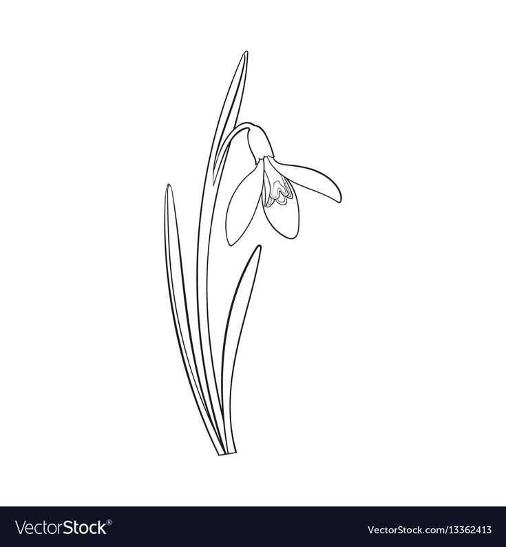 Подснежник раскраска