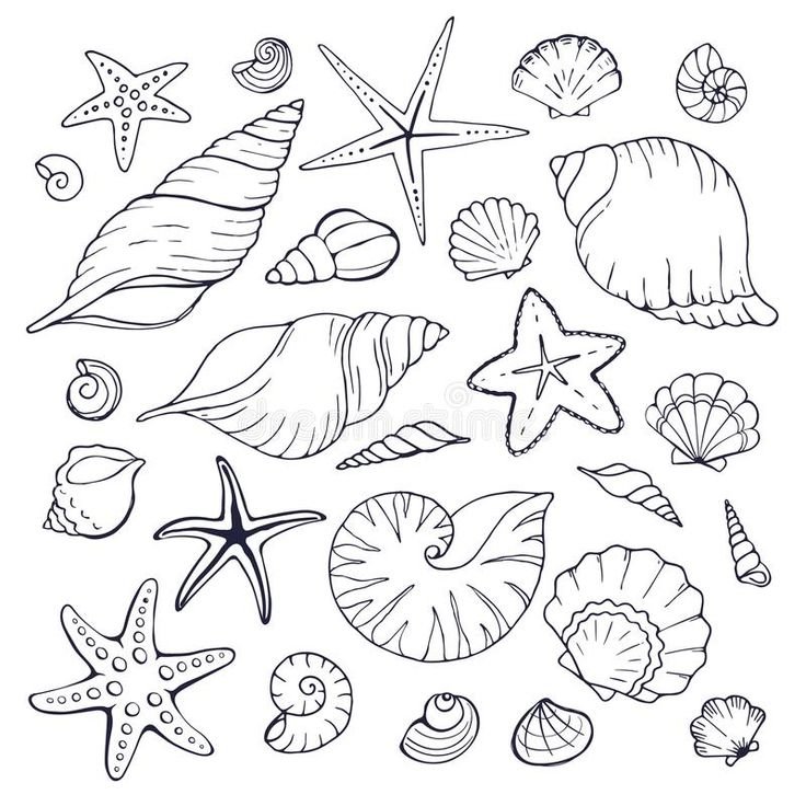 Морские ракушки раскраски для детей