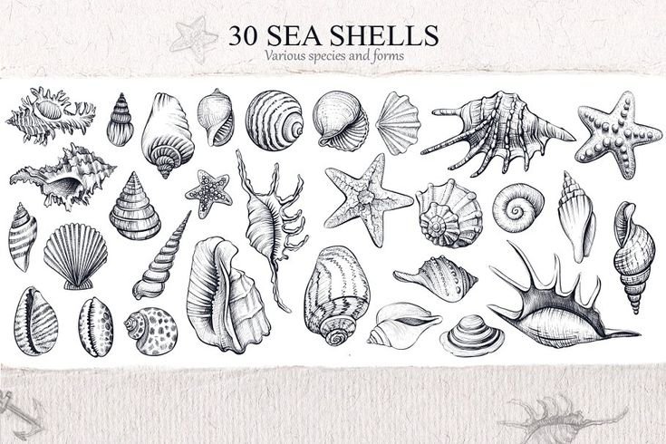 Трафарет морские раковины