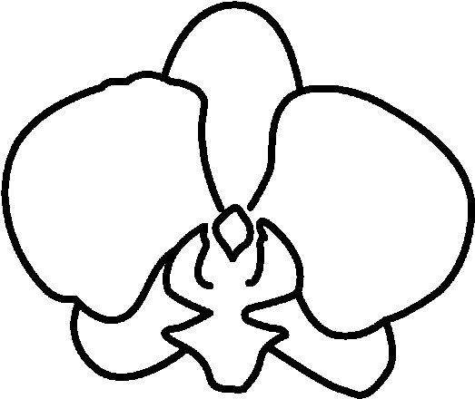 Орхидея рисунок