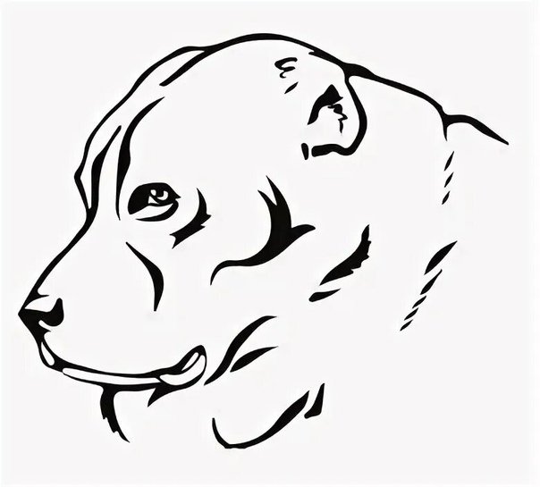 Среднеазиатская овчарка