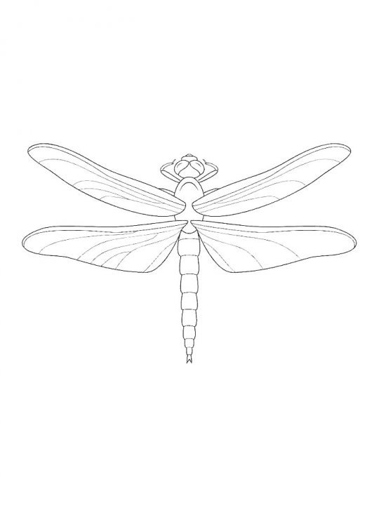 Стрекоза раскраска