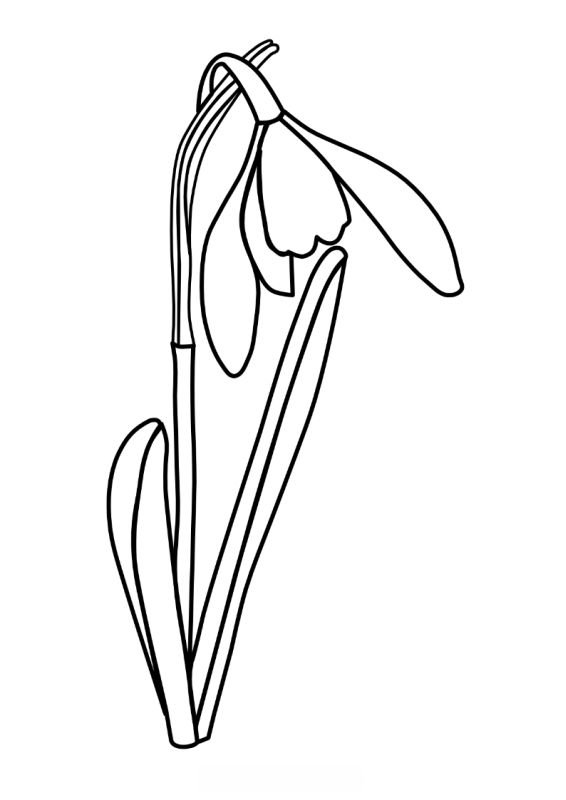 Подснежник раскраска для малышей