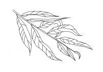 Лист ивы рисунок