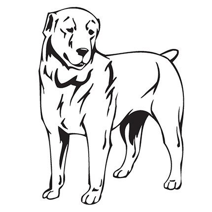 Оскал среднеазиатской овчарки