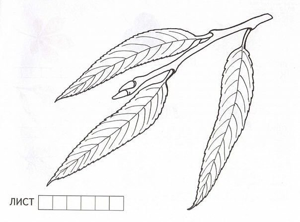 Лист ивы раскраска