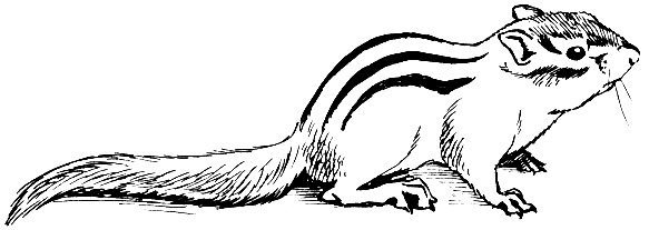 Бурундук карандашом