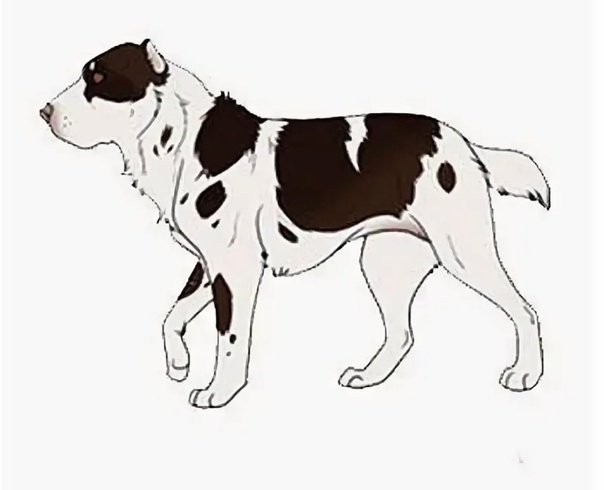 Среднеазиатская овчарка вектор