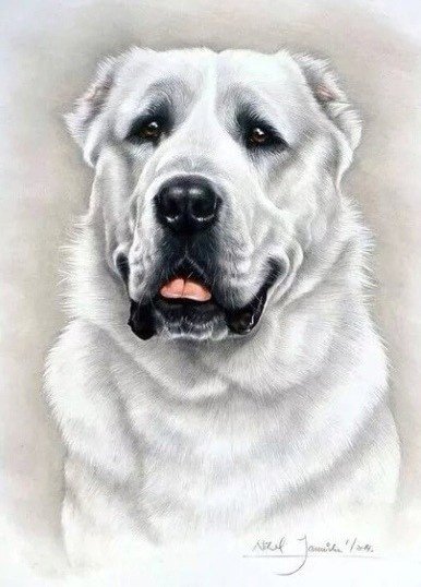 Алабай портрет