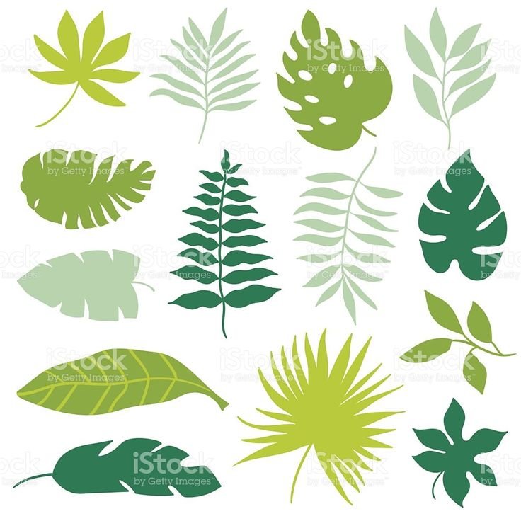 Тропические листья шаблон