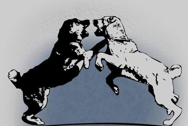 Среднеазиатская овчарка бои