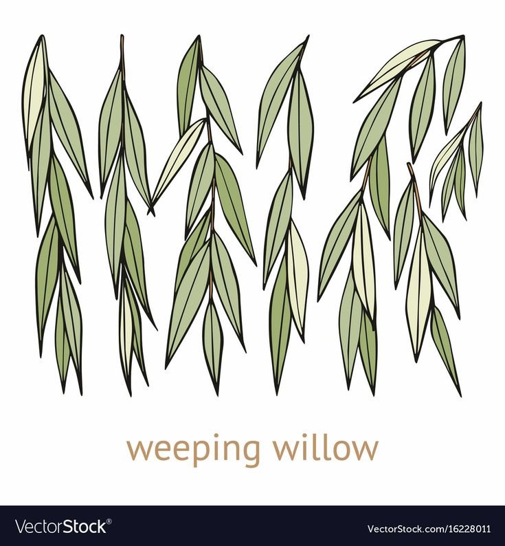 Лист ивы для детей