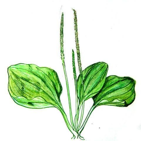 Подорожник стрела