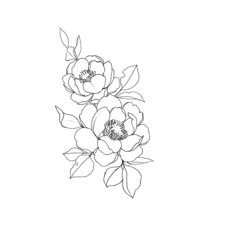 Эскизы цветов