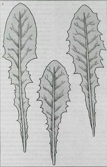 Трафарет листьев одуванчика