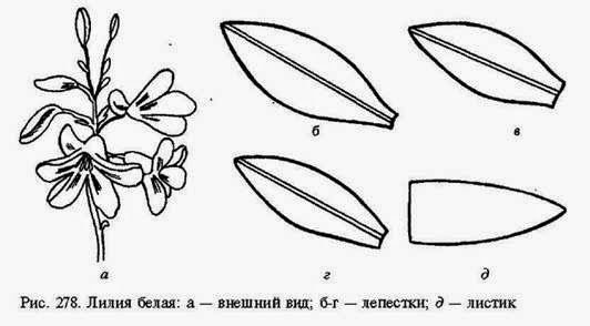 Выкройка цветка лилии