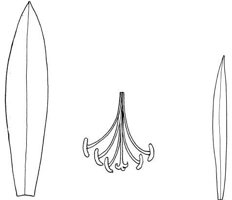 Лист лилии шаблон для вырезания