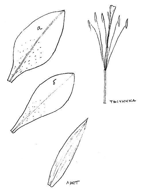Лепестки лилий шаблоны