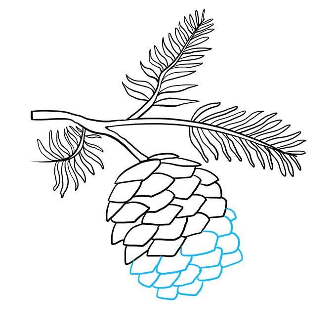 Шишка раскраска для детей