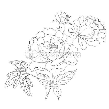 Пионы раскраска