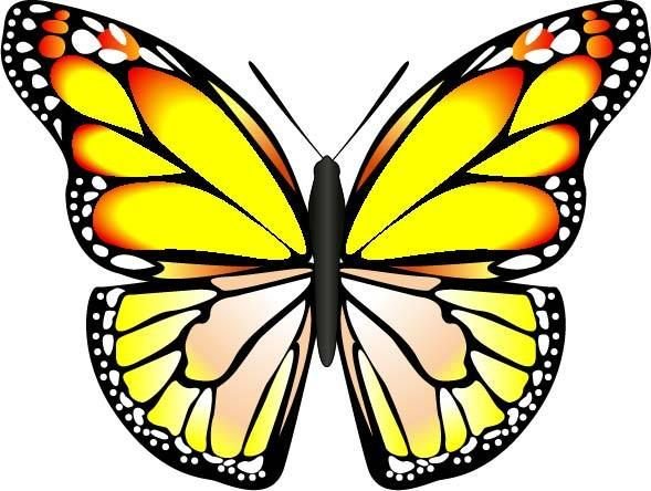 Бабочки рисунки цветные