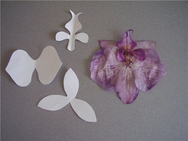 Орхидея лепестки форма