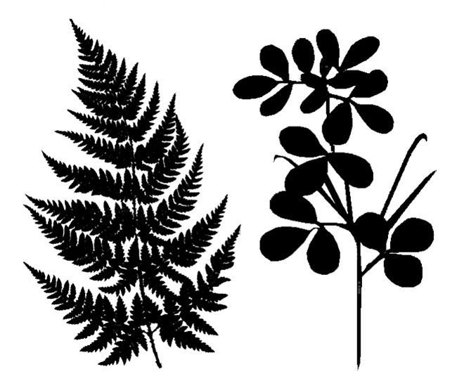 Лист папоротника вектор